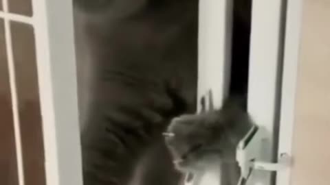 Funniest Animal Moments – When Pets Go Wild! 😂🐶🐱🎉