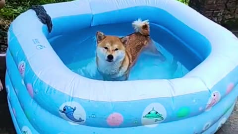 Shiba Inu's Very Unenthusiastic Swim Session