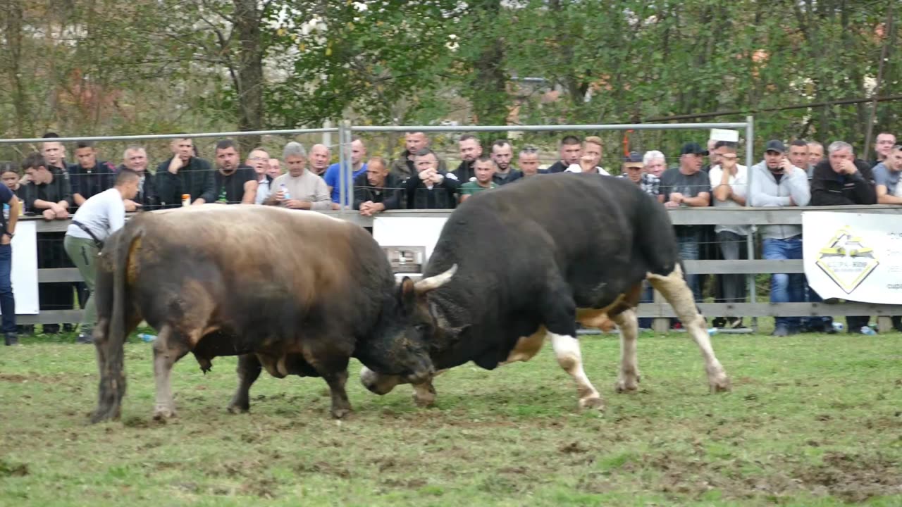 Brizan od Drinića vs Kobra od Sladojevića Bronzani majdan 2025