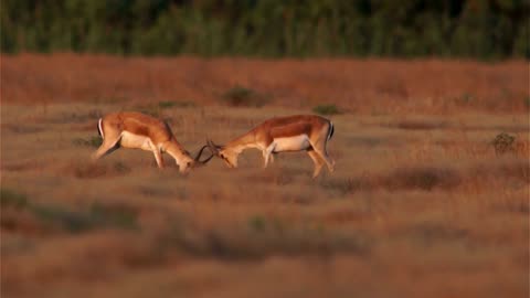 Fighting Animals (WILD Animals FIGHTING Each Other!)