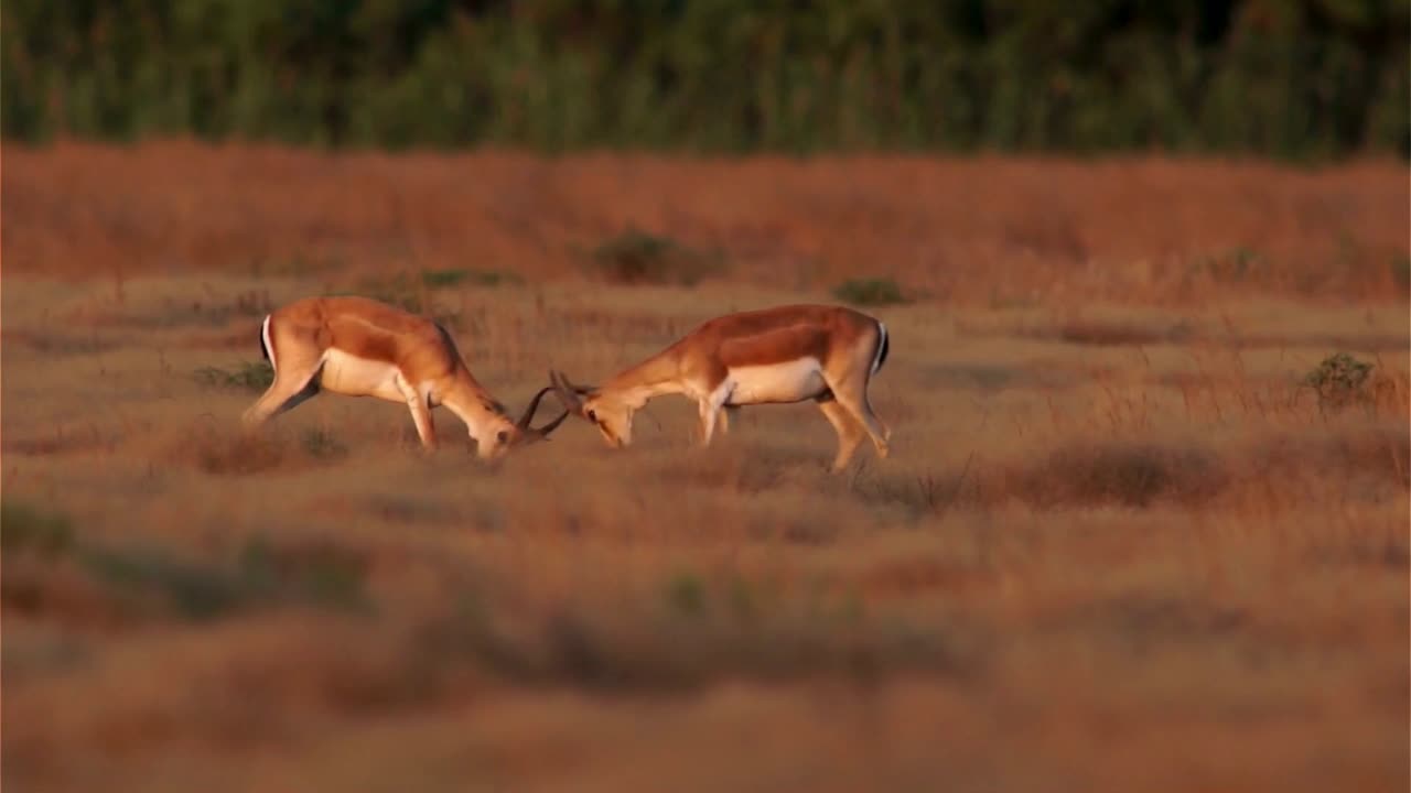 Fighting Animals (WILD Animals FIGHTING Each Other!)