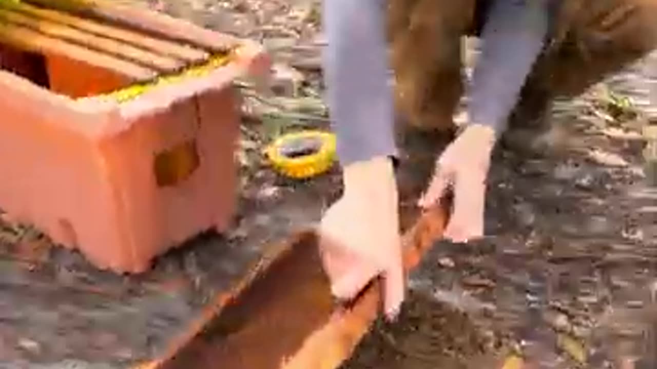 THESE BEES ALMOST FROZE TO DEATH