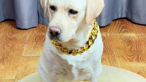 这狗子是真不好惹啊！This dog is really hard to mess with!