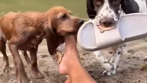 Fetch No Fetch