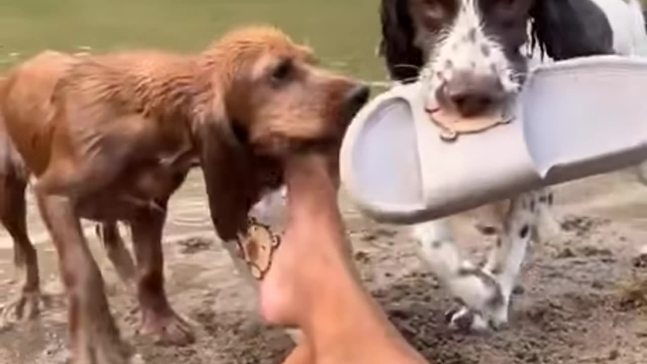 Fetch No Fetch