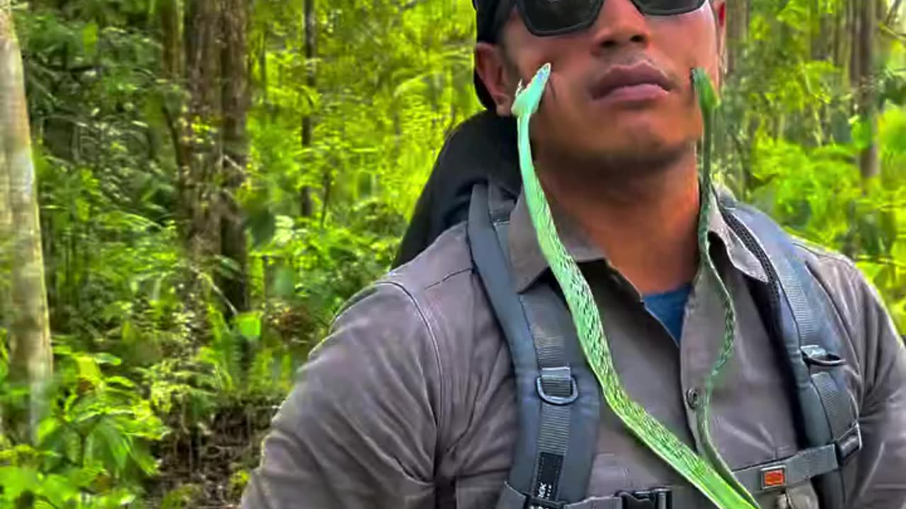 snake catcher / very dangerus