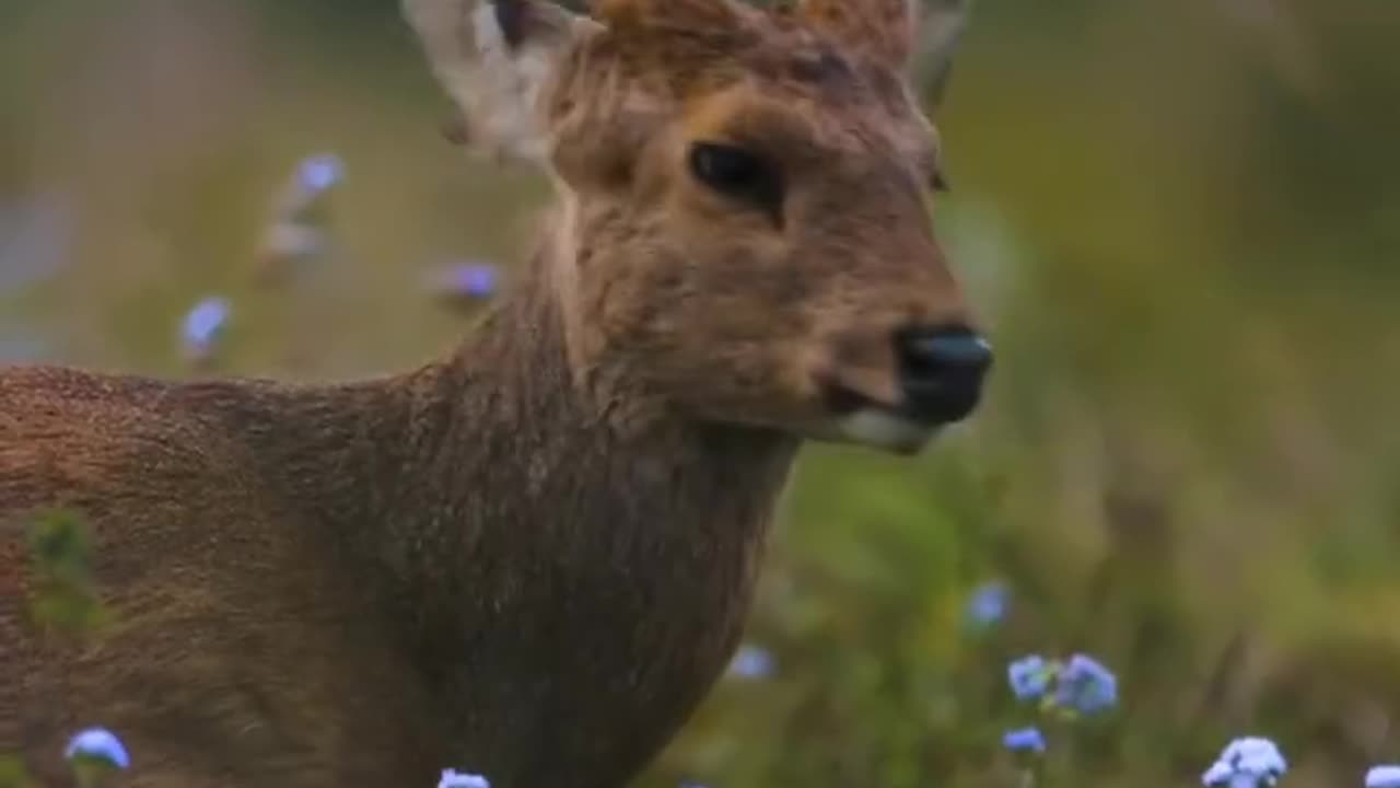 How to make tik tok funny shorts viral video