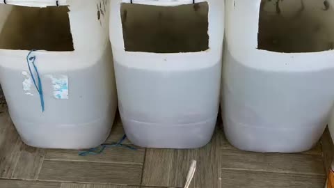 Baby Catfish 5cm