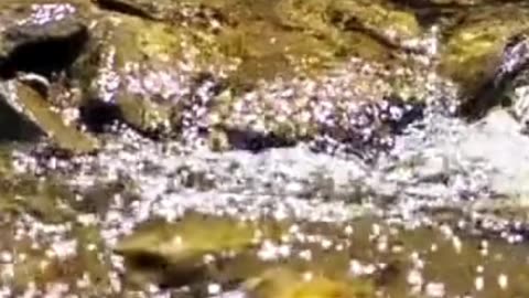 THE GENTLE WHISPER OF AMBIENT MUSIC CREATING A BREATHTAKING SYMPHONY OF NATURE