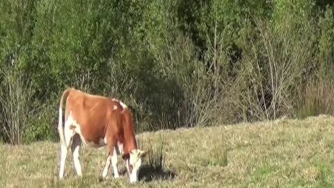 cow