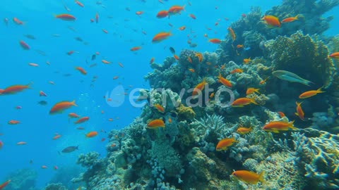 Beautiful Underwater World of the Red Sea Many Colorful Fish Live Near the Colorful Coral Reef
