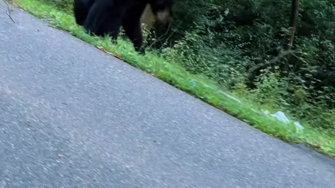 Bear Wants to Play Fetch