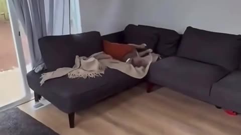 😂🐶 Bro Was Running LATE For Nap Time! | FunFM