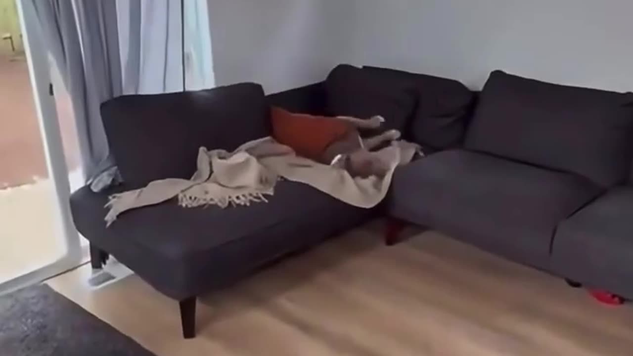 😂🐶 Bro Was Running LATE For Nap Time! | FunFM