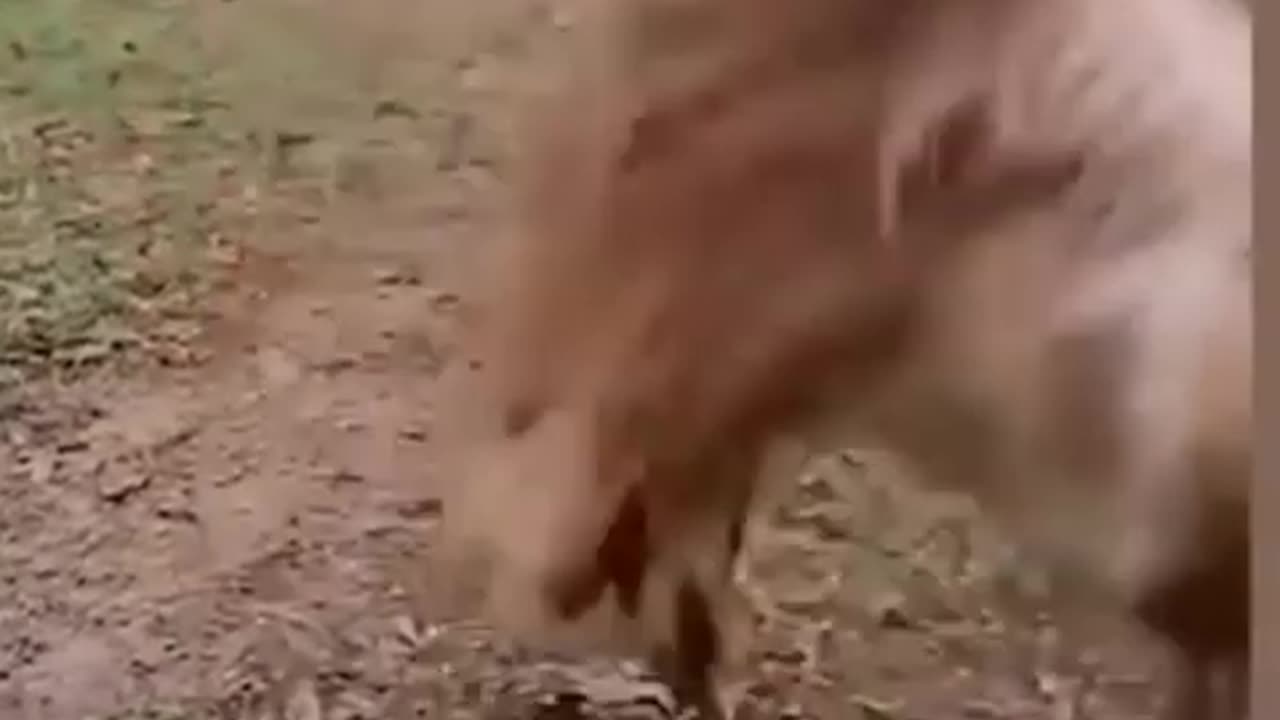 68. The Ultimate Compilation of the Funniest Cat and Dog Videos