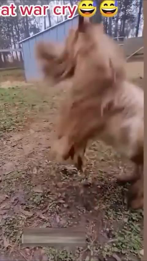 68. The Ultimate Compilation of the Funniest Cat and Dog Videos