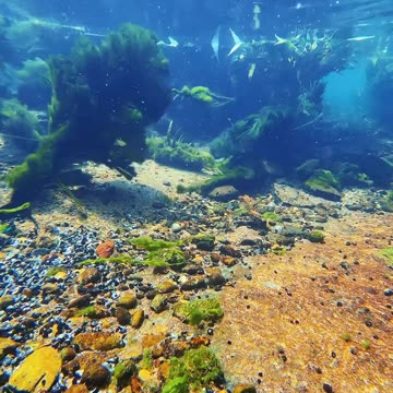 Iphone camera test satisfaction video