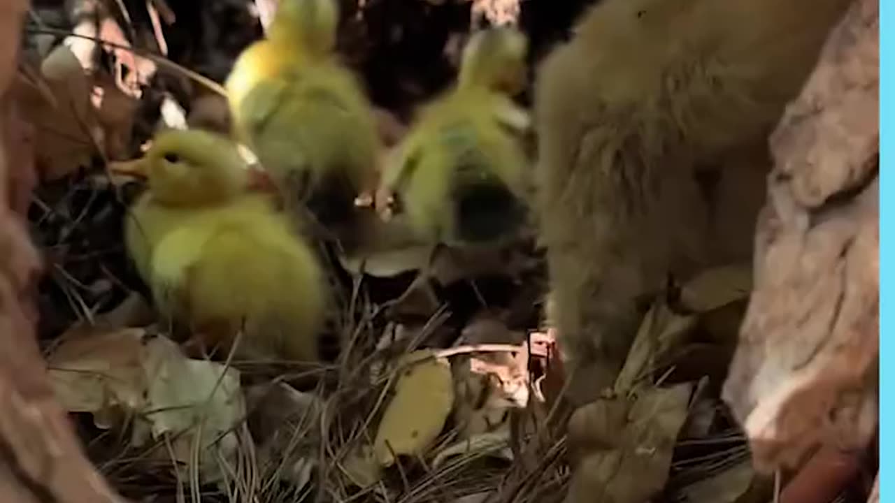 Funny puppy