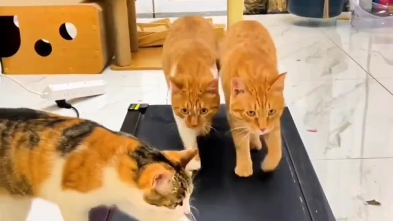 Purrfectly Funny | Cats & Kittens to Make You Smile 🐱💖