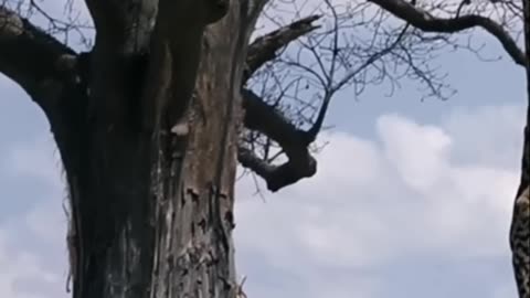 Giraffe Duel! Witness the Savanna's Epic Showdown For Dominance!