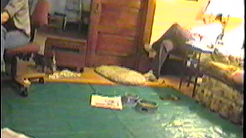 2002-VA-Puppies-14