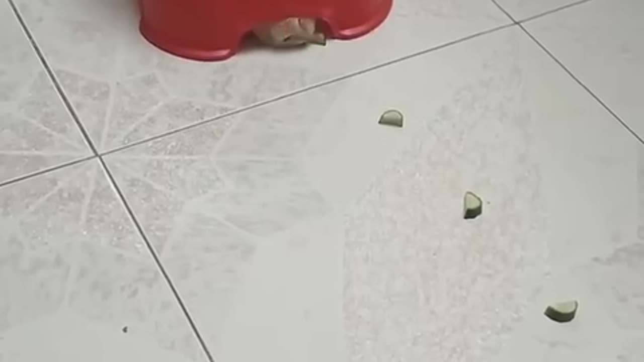 Where the robot vacuum cleaner idea originated