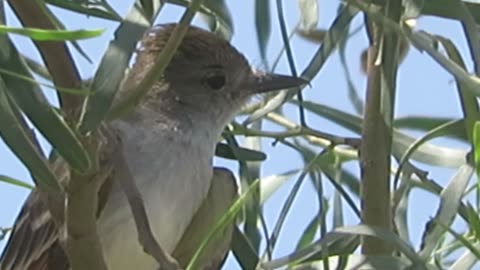 Willow Flycatcher (Southwestern??)