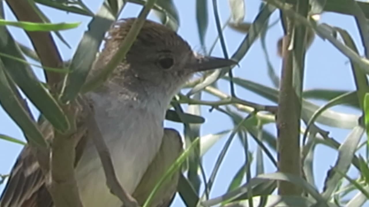 Willow Flycatcher (Southwestern??)