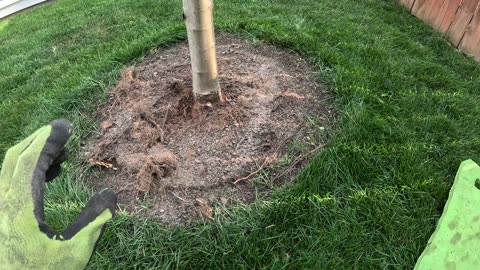 Episode 74 - The problems with container grown trees