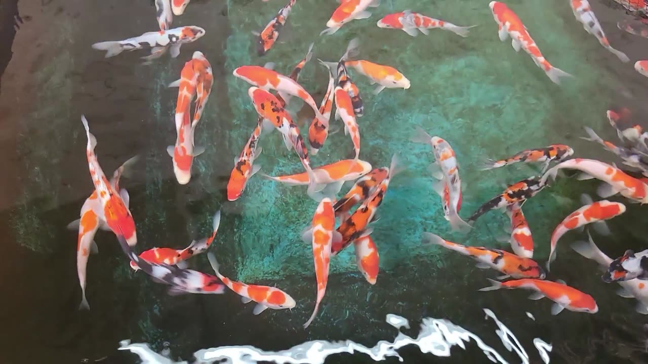 Inland Koi Fountain Valley CA