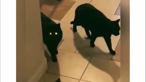 Boss Cats