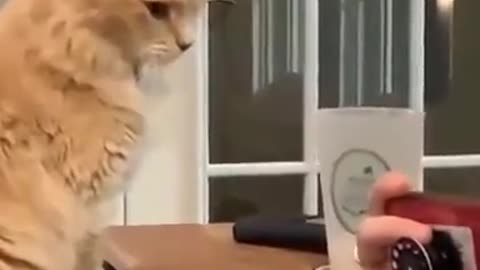 Jealous Cat Gets Mad at Owner for Ignoring Him