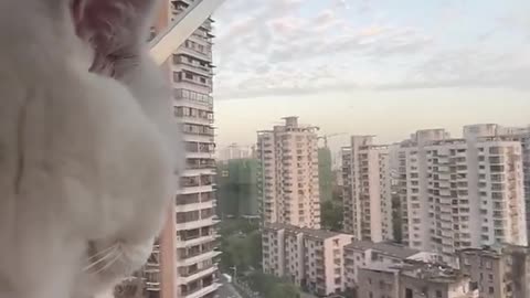 Funny animals & cute Cats!