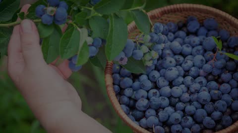 The Essential Nutritional Supplements Needed, Particularly for