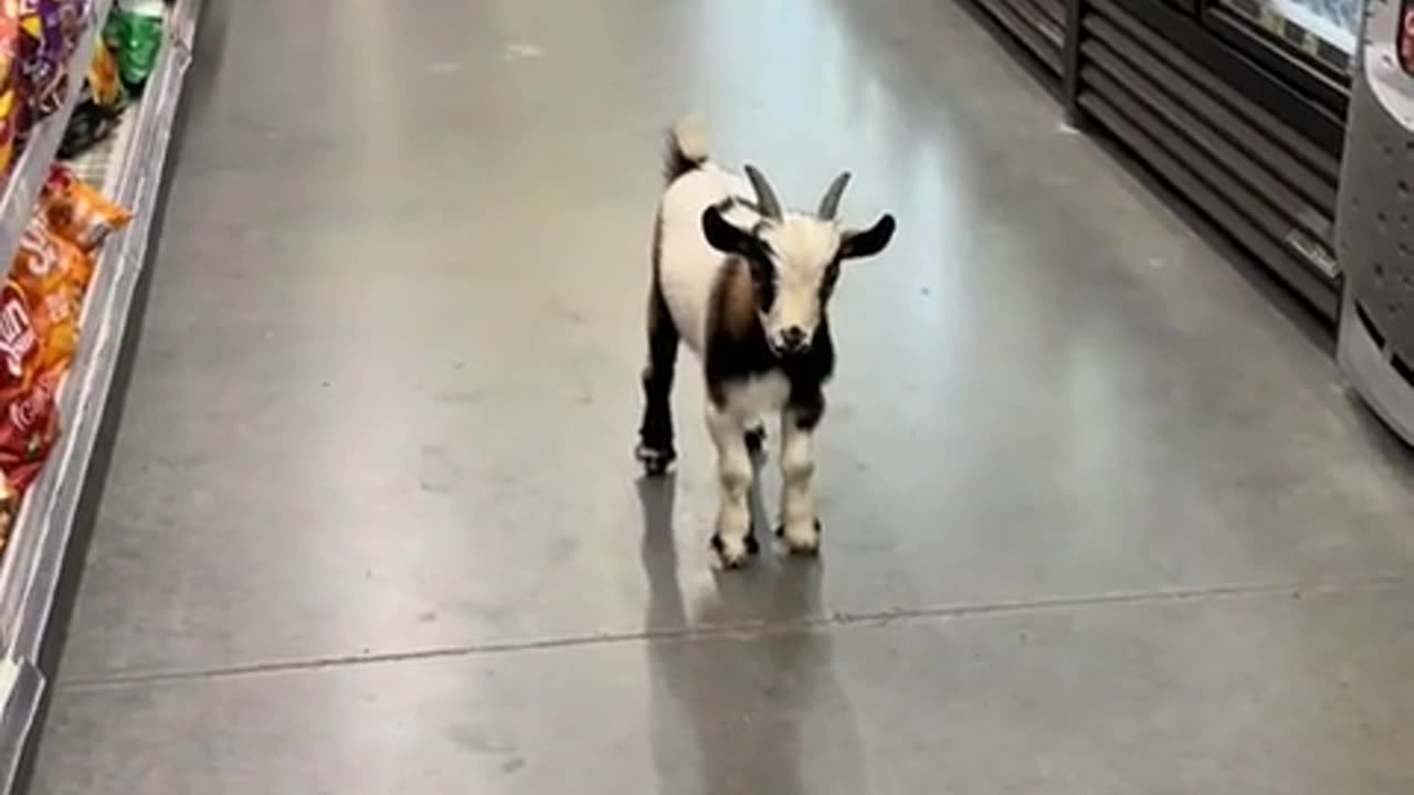 😱🤣 Unattended Kid in Dollar General is Hilarious! | FunFM