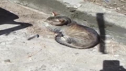 Gratitud por los dones diarios