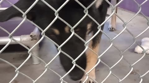 Mr Wiggles 1y Pet Id 948287 kennel 17 HSSAZ shelter others work him too he never barks@me2025822373