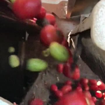 A machine that rapidly removes green apples