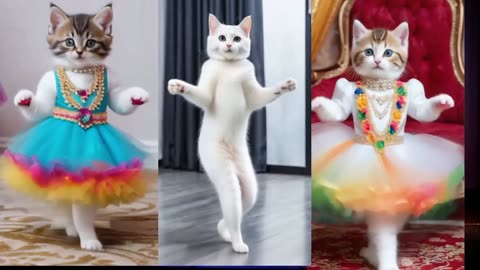 Funny cats dance