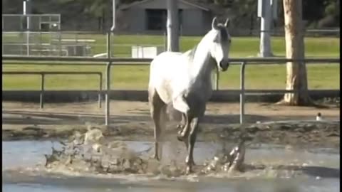 Things Horses Do