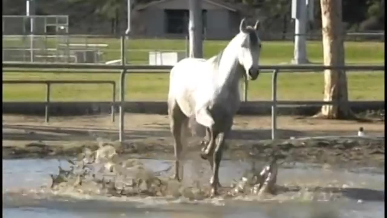 Things Horses Do
