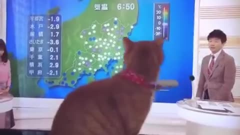 Cat Fan😂😍