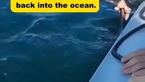 An uncle rescue a dolphin trapped in a net