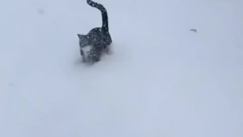 Cats Having Snow Much Fun!