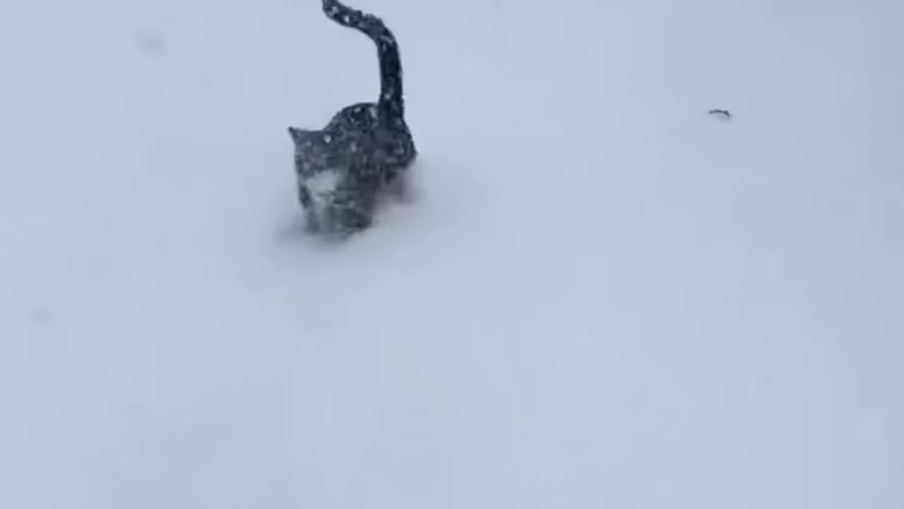 Cats Having Snow Much Fun!