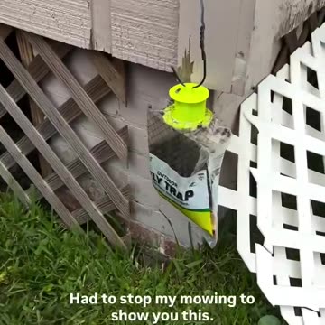 Fly Trap - Pretty Cool