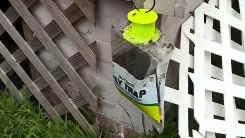 Fly Trap - Pretty Cool