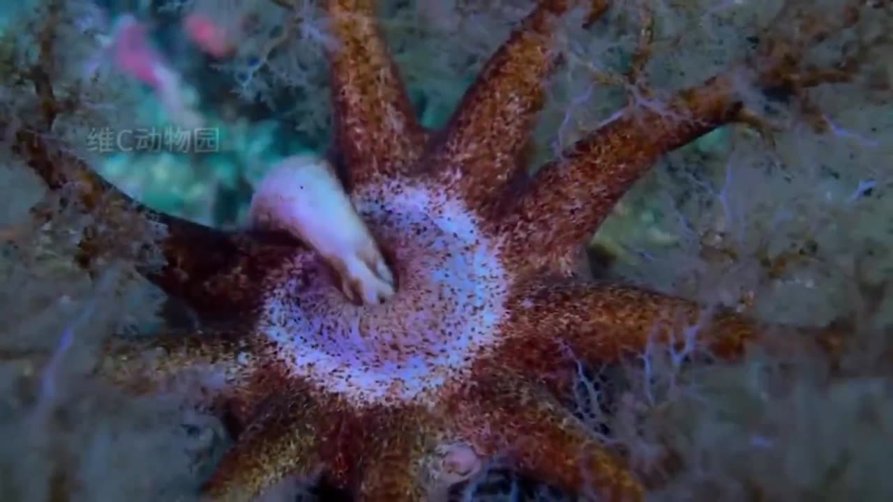 6 second clip - freaky but real: Sea cucumber eating