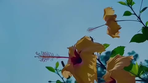 Pyar kabhi jhukta nahin...
