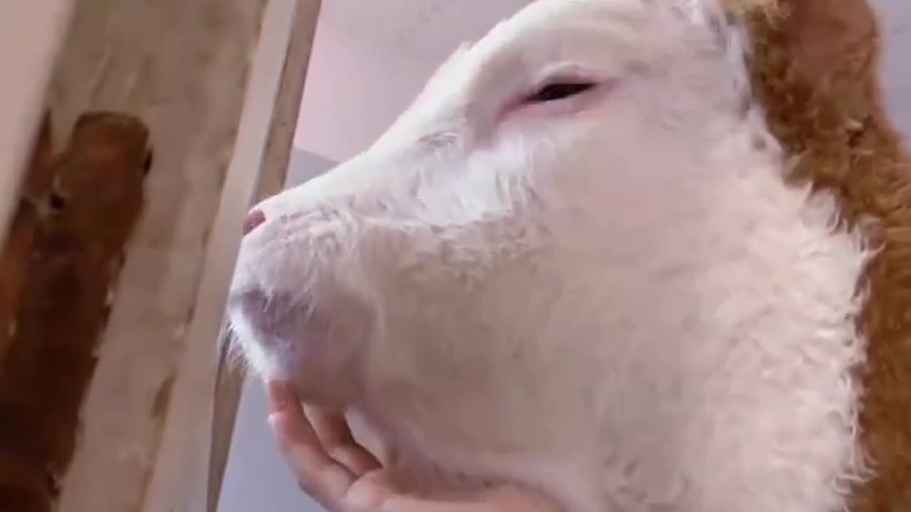 cute cow is waiting for your gift